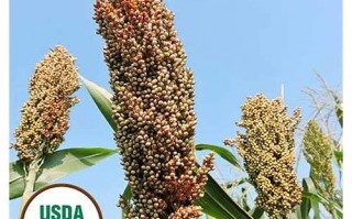 高粱SEO：解锁流量密码，助力网站排名飙升