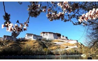 拉萨seo：如何通过优化策略提升网站排名与流量